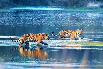 Bardia National Park: The Ultimate Wildlife Adventure in Nepal