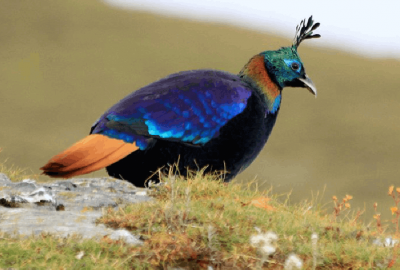 bird watching in nepal