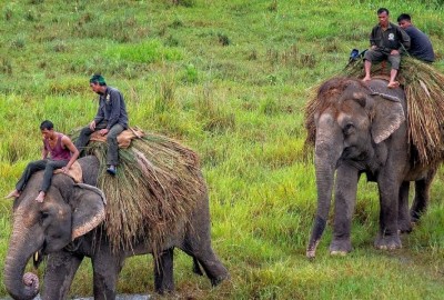 chitwan national park