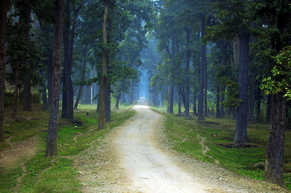 bardia national park bird watching nepal