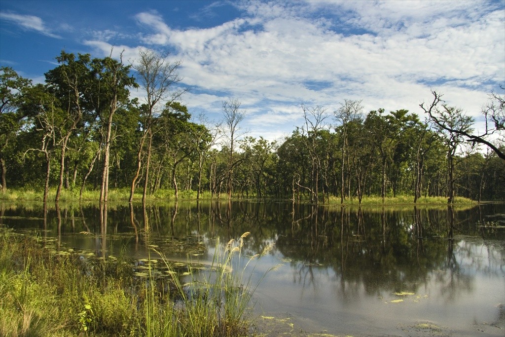 chiwan national park bird watching nepal