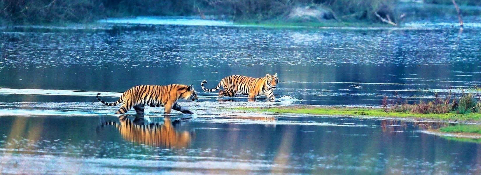 Bardia National Park: The Ultimate Wildlife Adventure in Nepal