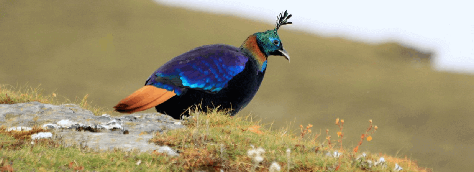 bird watching in nepal