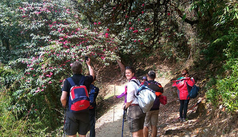 ghorepani poon hill trekking route