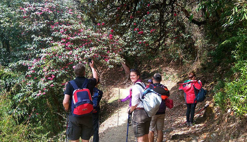 ghorepani poon hill trekking route