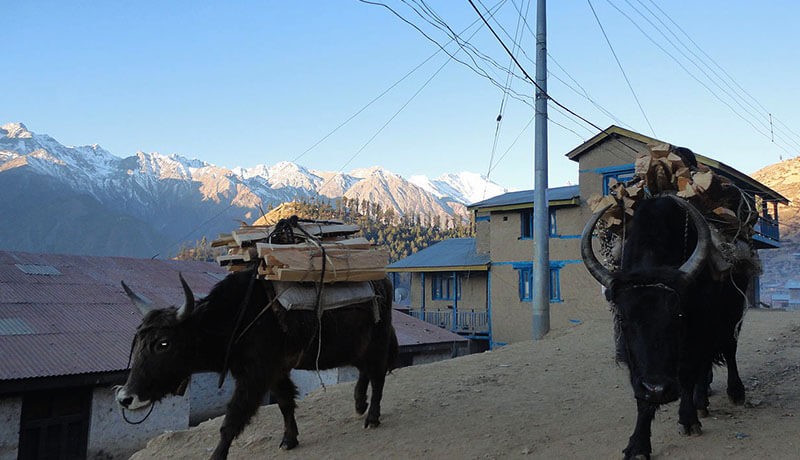 yak in humla